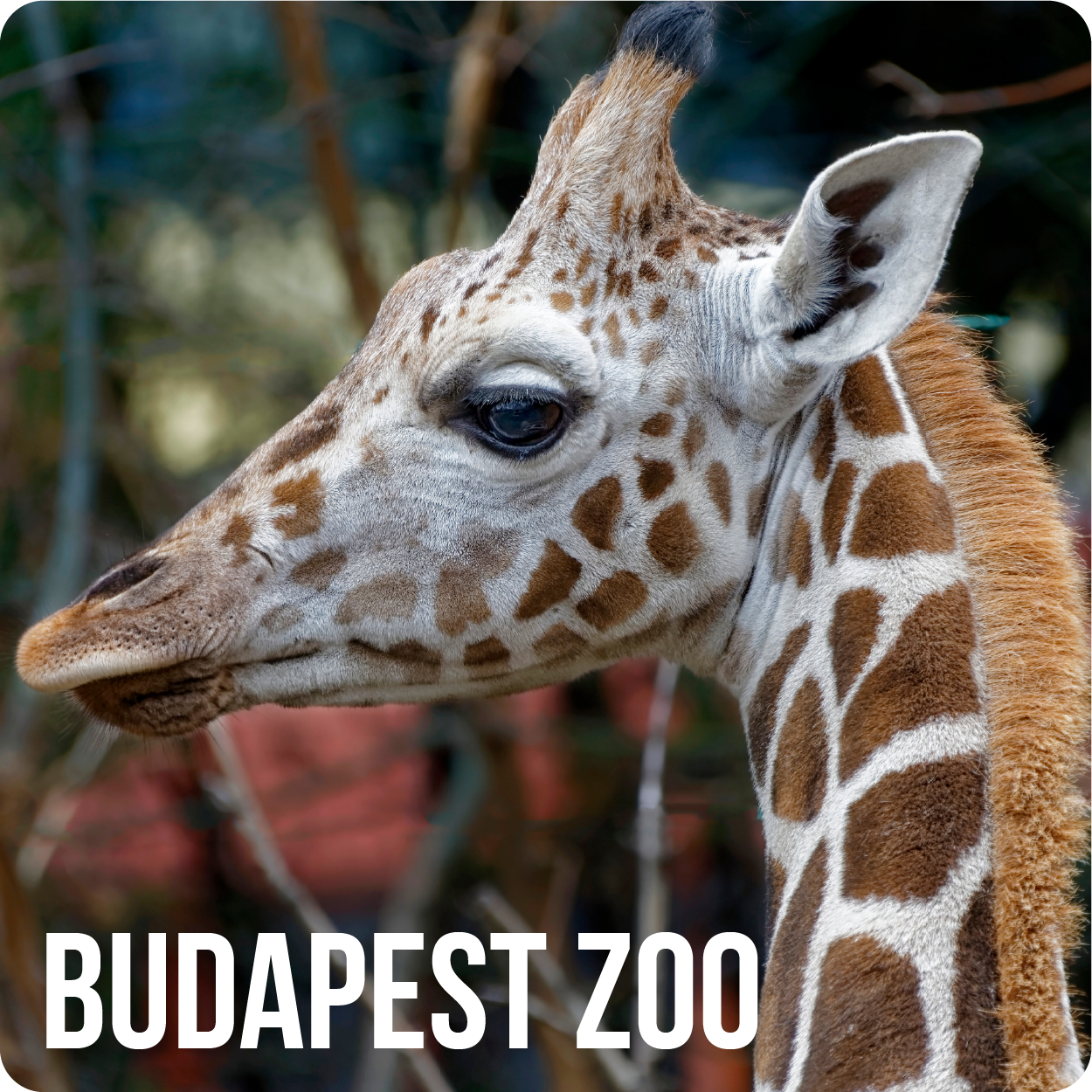 zoo